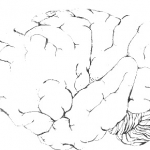 Brain